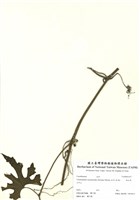 藏品(師古草)的圖片